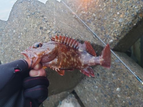 カサゴの釣果