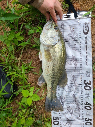 ブラックバスの釣果