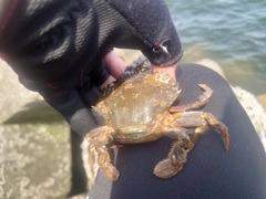 イシガニの釣果