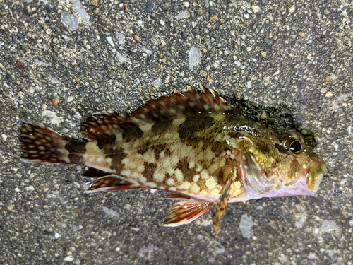 カサゴの釣果