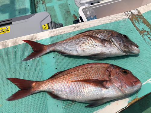 マダイの釣果