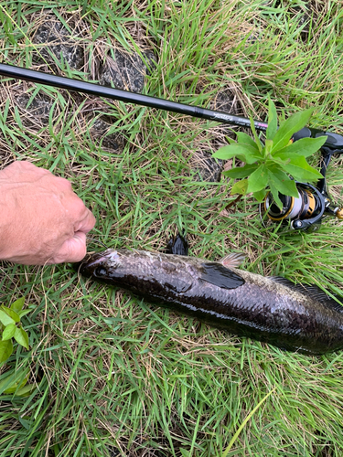 ライギョの釣果