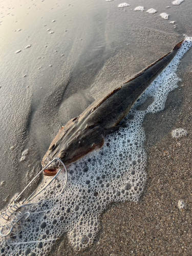 マゴチの釣果