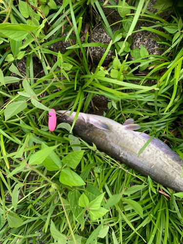 ナマズの釣果