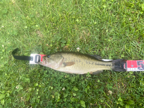 ブラックバスの釣果