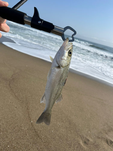 セイゴ（マルスズキ）の釣果