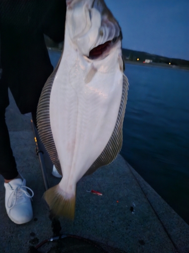 ヒラメの釣果