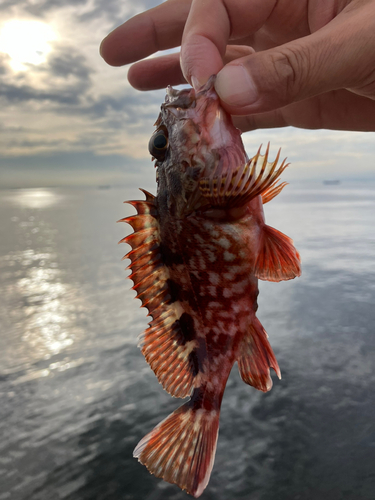 カサゴの釣果