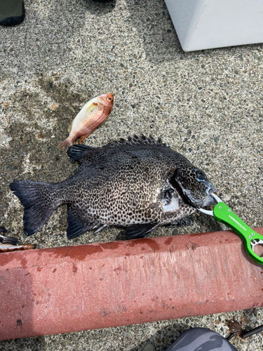 イシガキダイの釣果