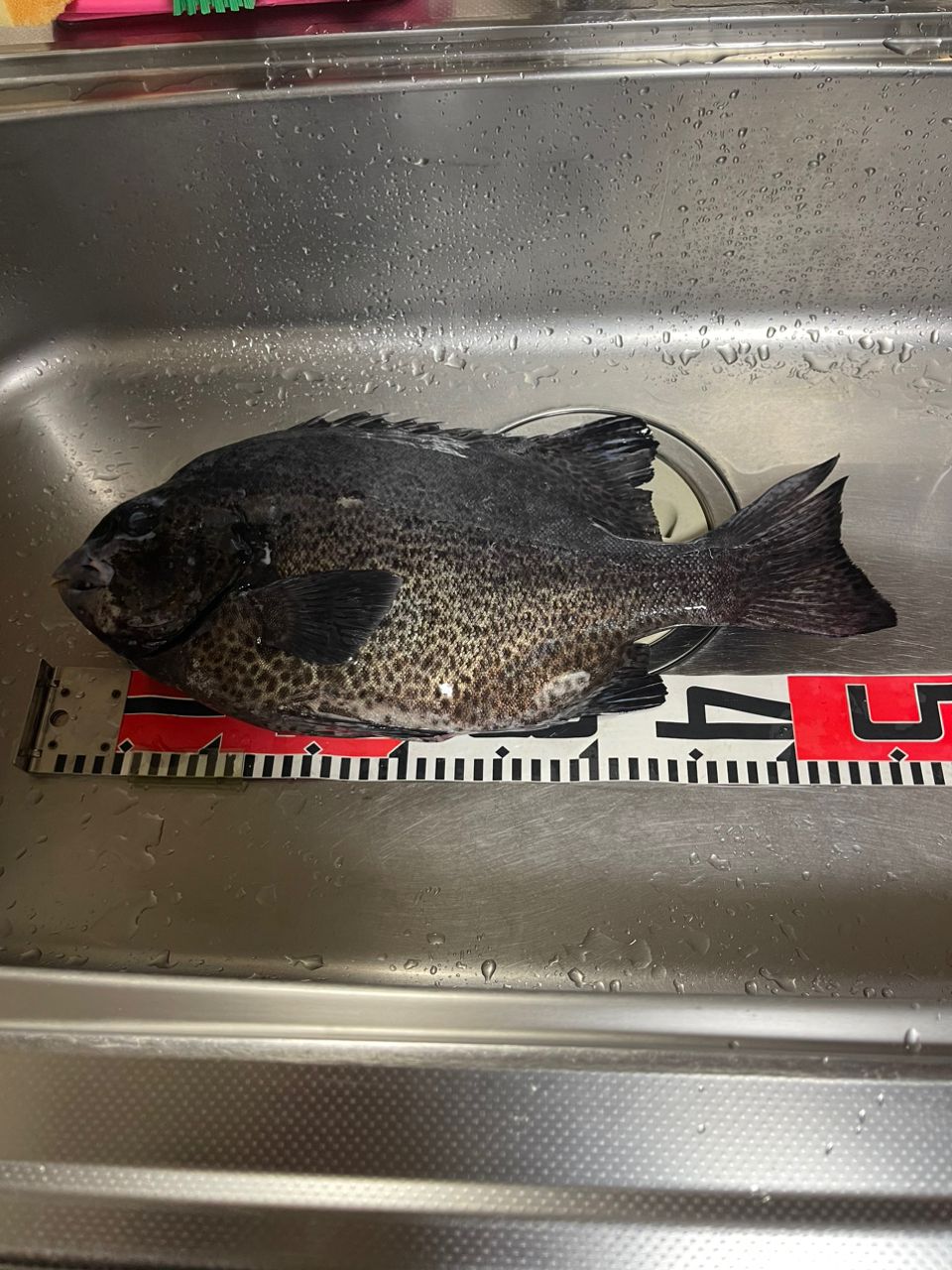 呑んだくれ釣りキチさんの釣果 2枚目の画像