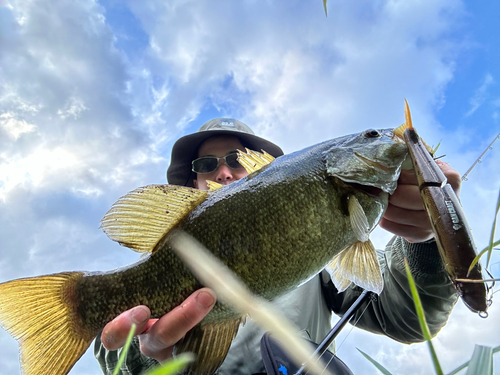 スモールマウスバスの釣果