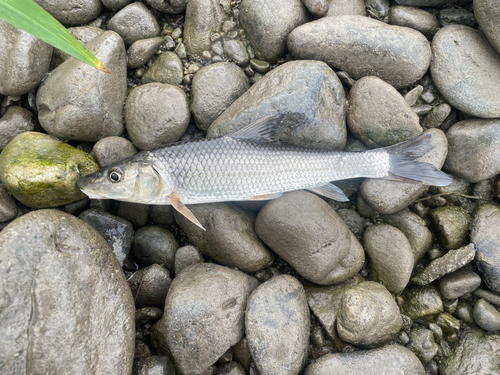 ニゴイの釣果