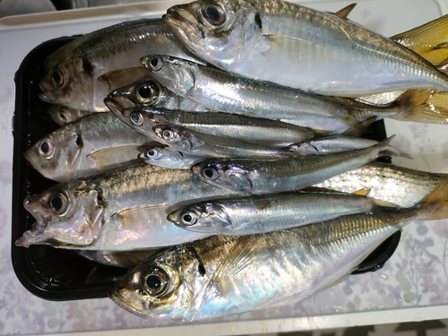 アジの釣果