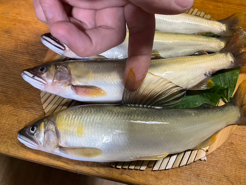 アユの釣果