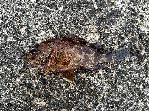 カサゴの釣果