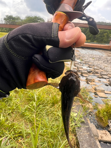 カジカの釣果