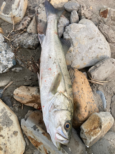 スズキの釣果