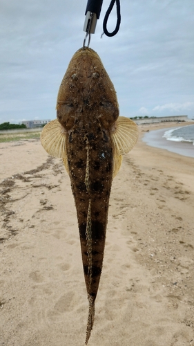 マゴチの釣果