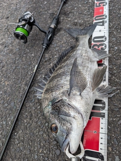 チヌの釣果