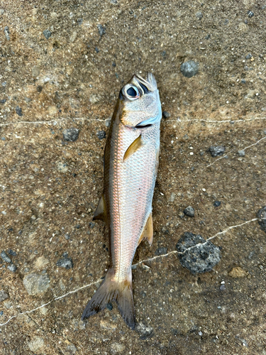 クロムツの釣果