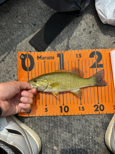 スモールマウスバスの釣果