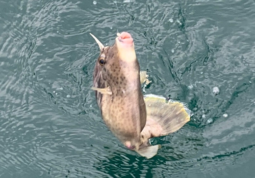 興居島泊港