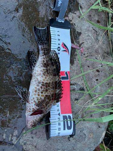 オオモンハタの釣果