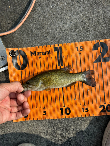 スモールマウスバスの釣果