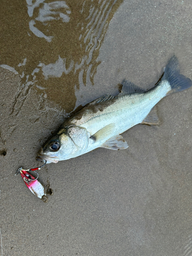 セイゴ（マルスズキ）の釣果