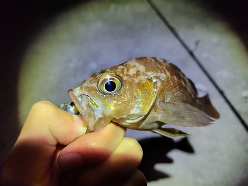 エゾメバルの釣果