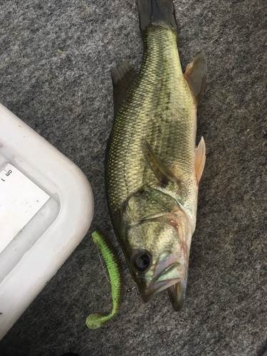 ラージマウスバスの釣果