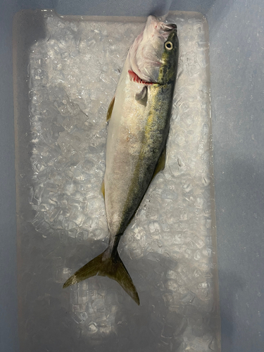 イナダの釣果