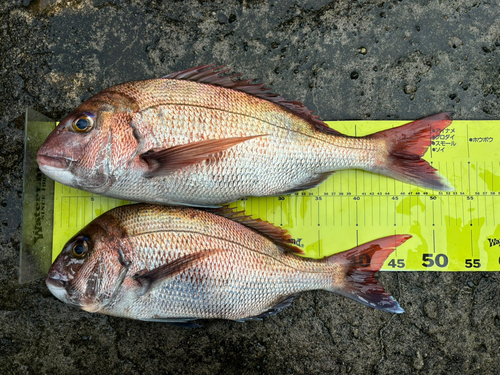 マダイの釣果