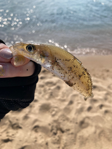 キスの釣果