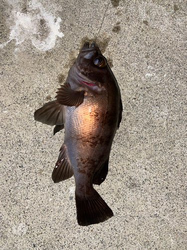 メバルの釣果