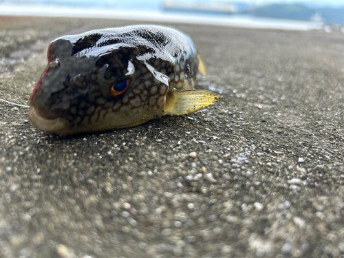 コモンフグの釣果