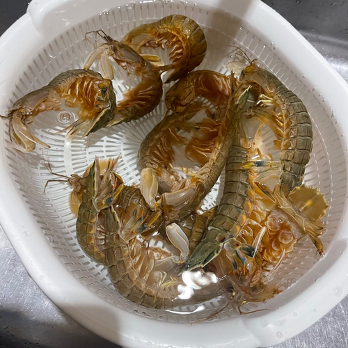 シャコの釣果