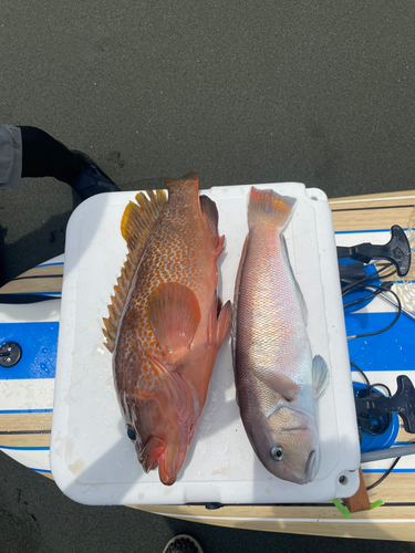 シロアマダイの釣果