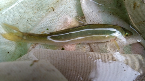 アユの釣果