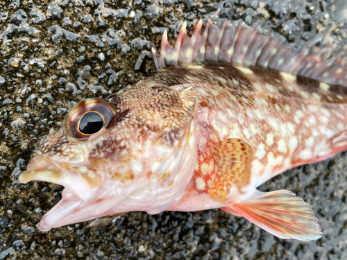 カサゴの釣果