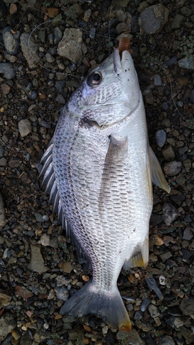 キビレの釣果