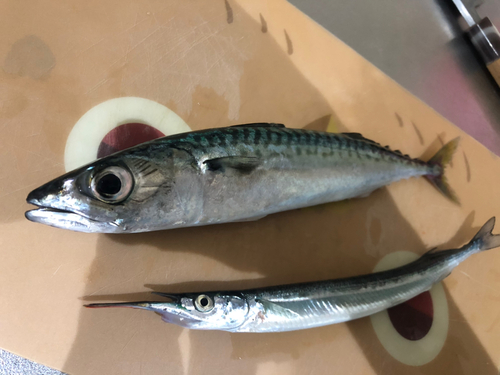 サバの釣果