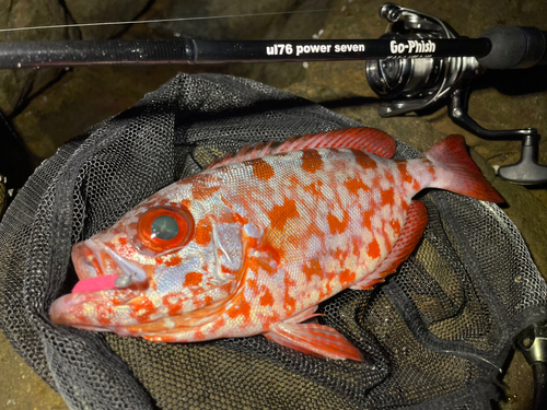 ゴマヒレキントキの釣果