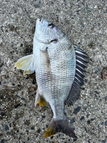 キチヌの釣果