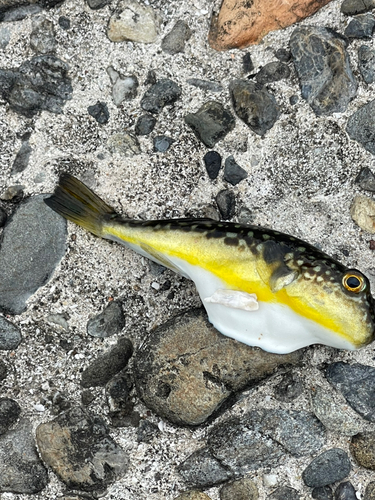 ムツの釣果