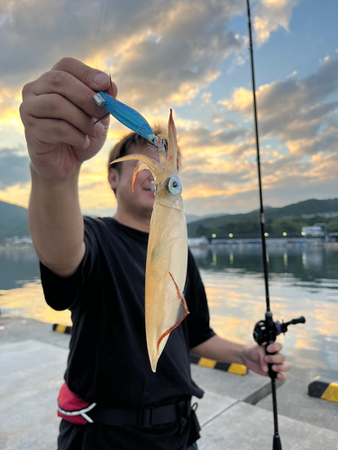 ケンサキイカの釣果