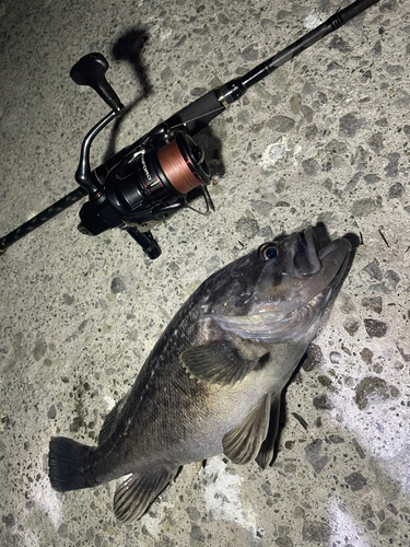 クロソイの釣果