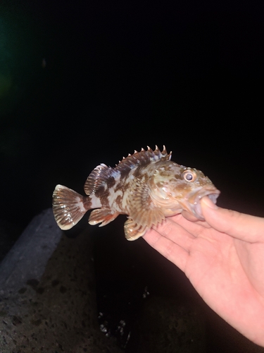 アラカブの釣果