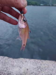 ネンブツダイの釣果