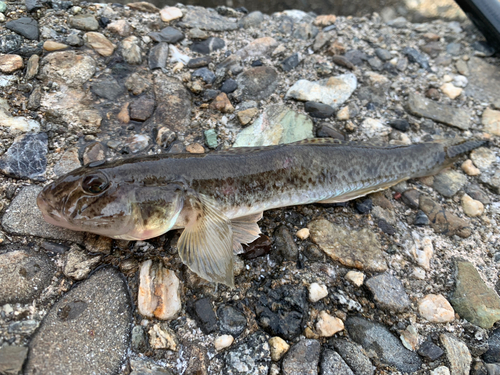 ハゼの釣果